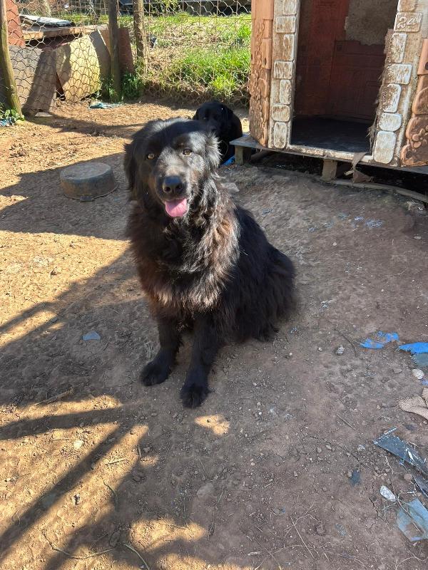 Masha incantevole giovanotta cerca casa  Foto 4