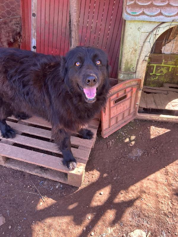 Masha incantevole giovanotta cerca casa  Foto 5