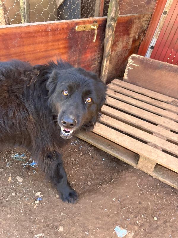 Masha incantevole giovanotta cerca casa  Foto 6