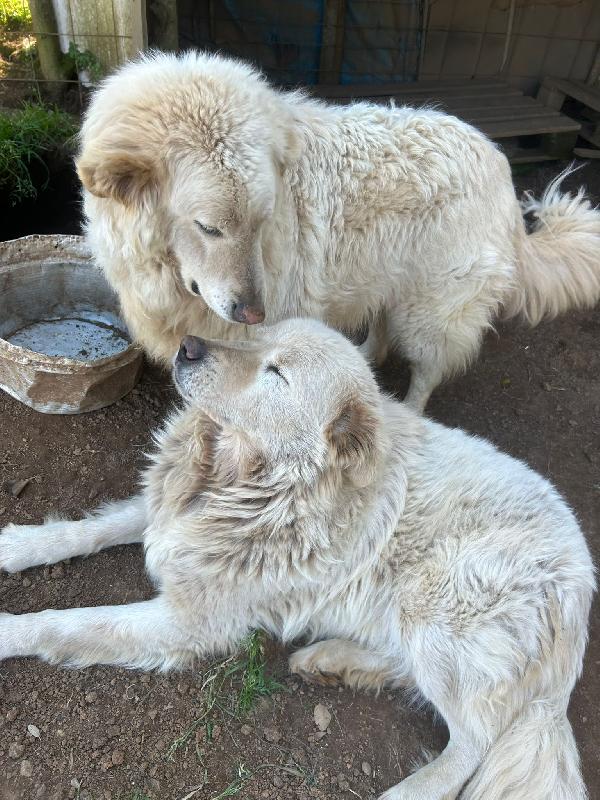 Biancone E Bianca Splendida Coppia Cerca Famiglia 