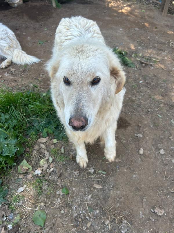 Biancone e bianca splendida coppia cerca famiglia  Foto 3