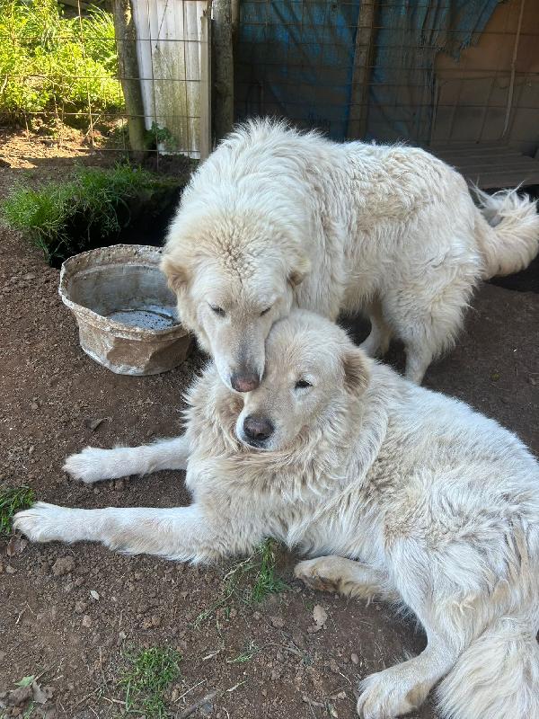 Biancone e bianca splendida coppia cerca famiglia  Foto 4