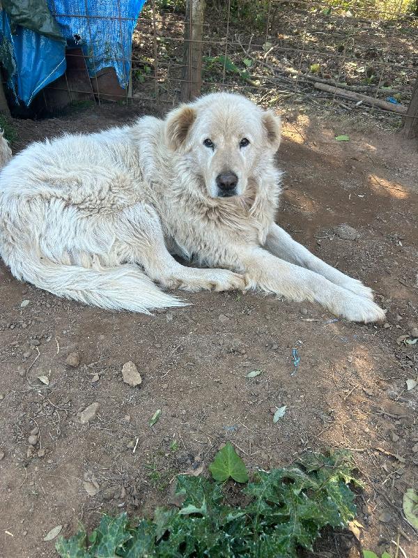 Biancone e bianca splendida coppia cerca famiglia  Foto 5