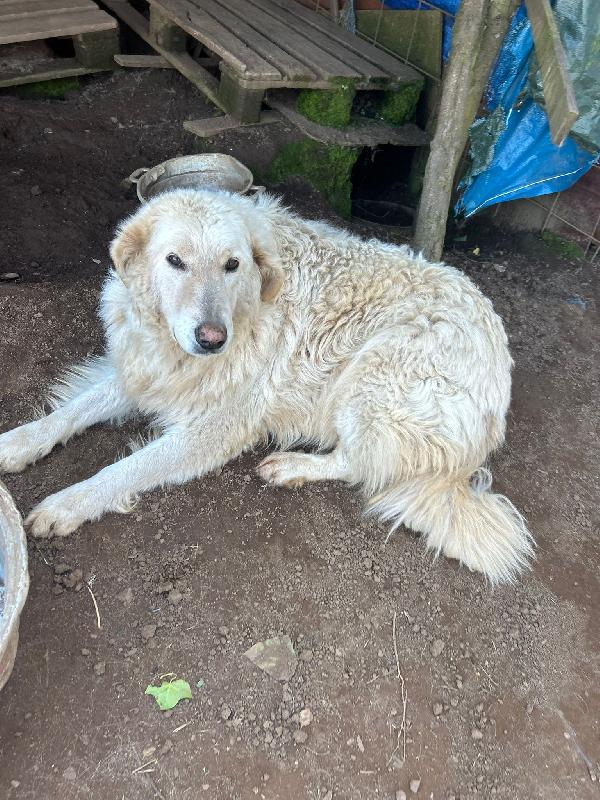Biancone e bianca splendida coppia cerca famiglia  Foto 6