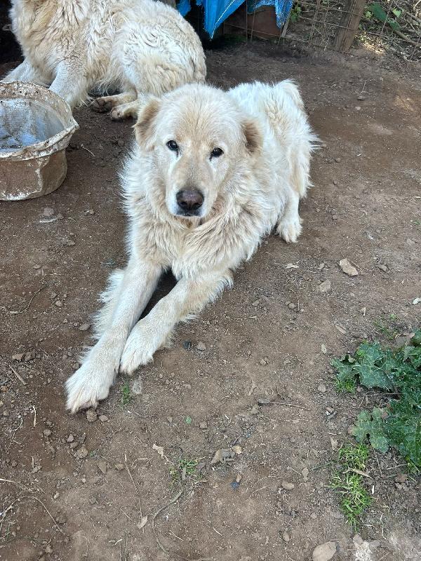 Biancone e bianca splendida coppia cerca famiglia  Foto 7