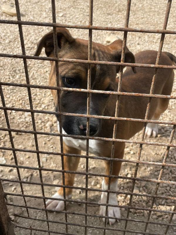 LO SPLENDIDO CHOCO ASPETTA TE Foto 6