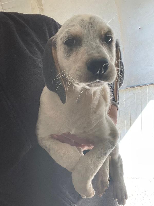 Sirya Aspetta Solo Te