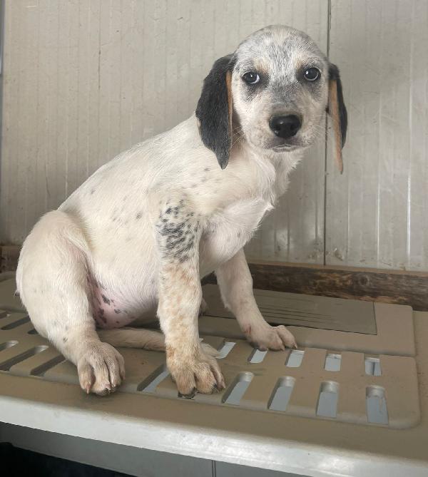 SIRYA ASPETTA SOLO TE Foto 4