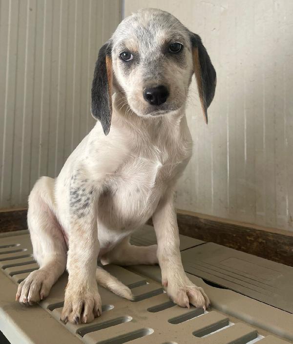 SIRYA ASPETTA SOLO TE Foto 7