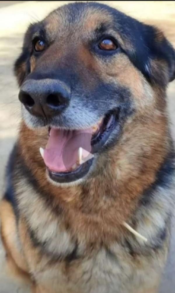 Pastore Tedesco Adulto Sopravvissuto Ad Avvelenamento.varese