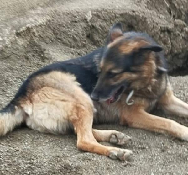 Pastore Tedesco adulto sopravvissuto ad avvelenamento.VARESE Foto 3