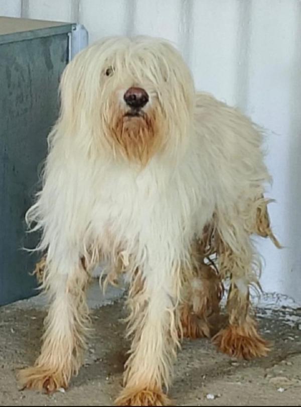 Femmina 3Anni In 1Canile Di 2000Anime( Disperate!) Calabria