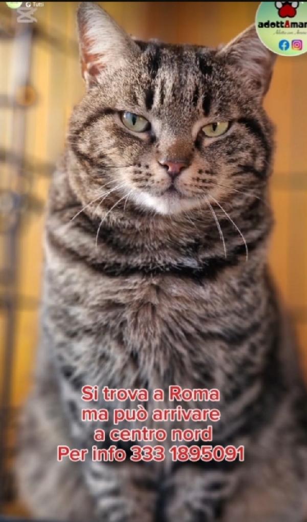 Micio Tigrato Adulto Fiv E Felv+,In Gattile Da 2Anni Lazio