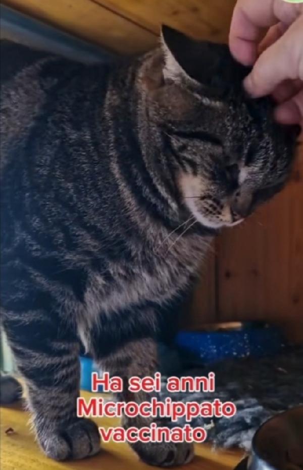 Micio tigrato adulto Fiv e Felv+,in gattile da 2anni LAZIO Foto 2