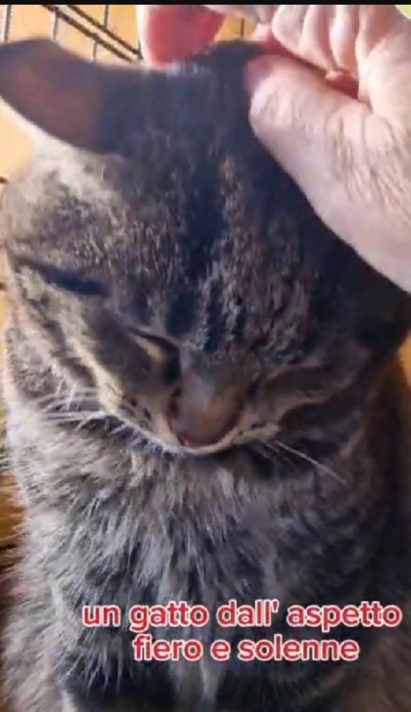 Micio tigrato adulto Fiv e Felv+,in gattile da 2anni LAZIO Foto 4