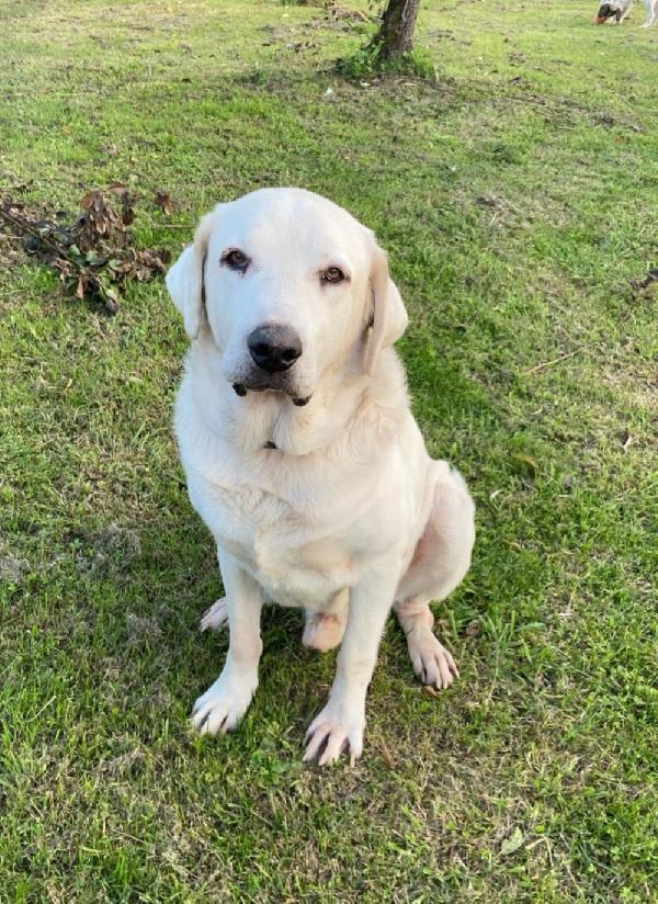 Labrador Pure Non Giovane E Sfortunato In Canile Da Anni!! Napoli