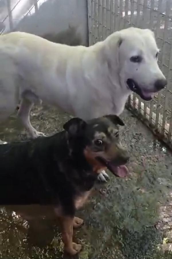 Labrador pure NON GIOVANE E SFORTUNATO IN CANILE DA ANNI!! NAPOLI Foto 7