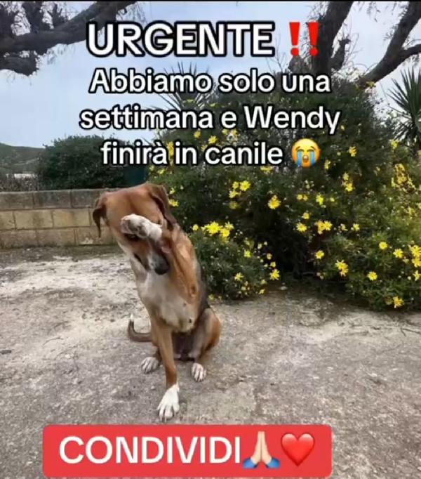 Wendy 18Mesi Conosce Solo La Strada A Giorni In Canile.sud