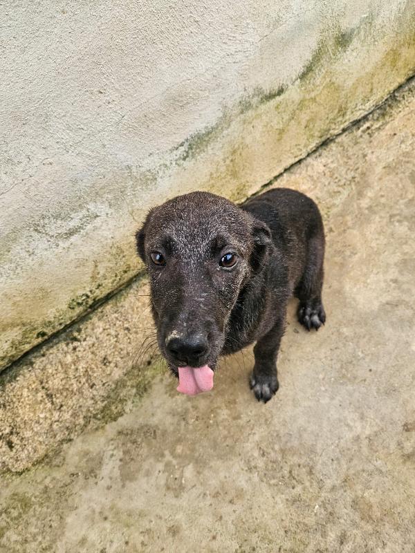 Diamante Splendido Dolce Cucciolo Cerca Casa 