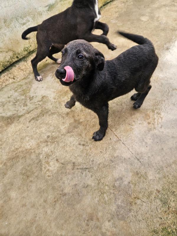 Diamante splendido dolce cucciolo cerca casa  Foto 2