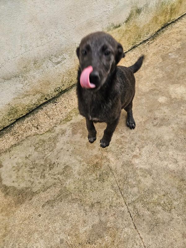 Diamante splendido dolce cucciolo cerca casa  Foto 3