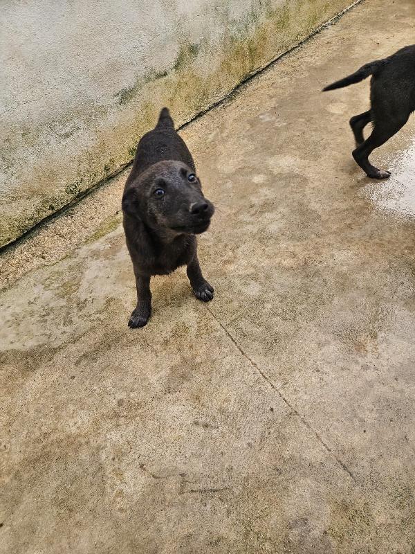 Diamante splendido dolce cucciolo cerca casa  Foto 4