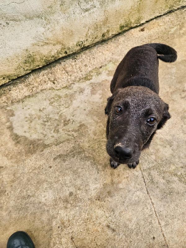 Diamante splendido dolce cucciolo cerca casa  Foto 5