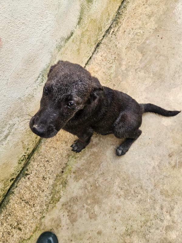 Diamante splendido dolce cucciolo cerca casa  Foto 6