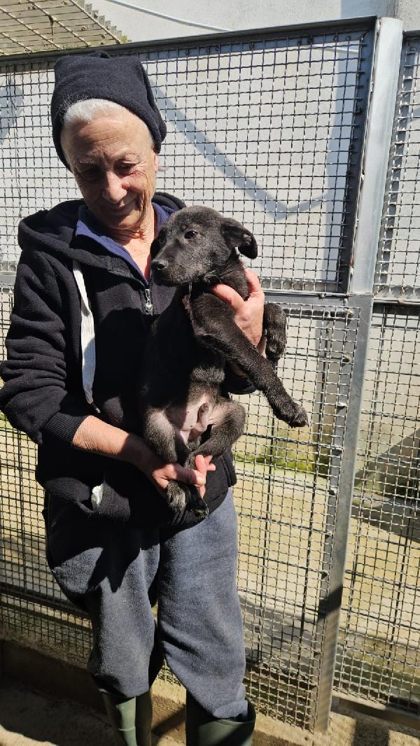 Diamante splendido dolce cucciolo cerca casa  Foto 7