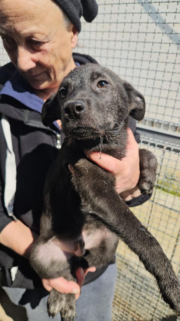 Diamante splendido dolce cucciolo cerca casa  Foto 8