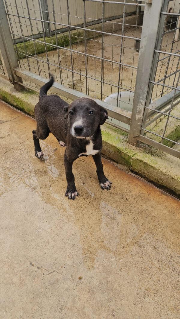 Ametista Splendida Dolce Cucciola Cerca Casa 