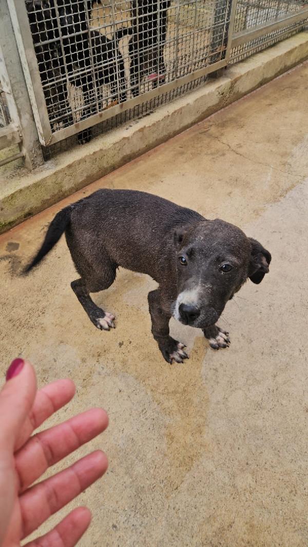 Ametista splendida dolce cucciola cerca casa  Foto 2