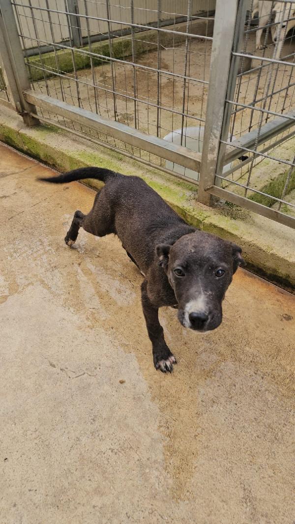 Ametista splendida dolce cucciola cerca casa  Foto 3