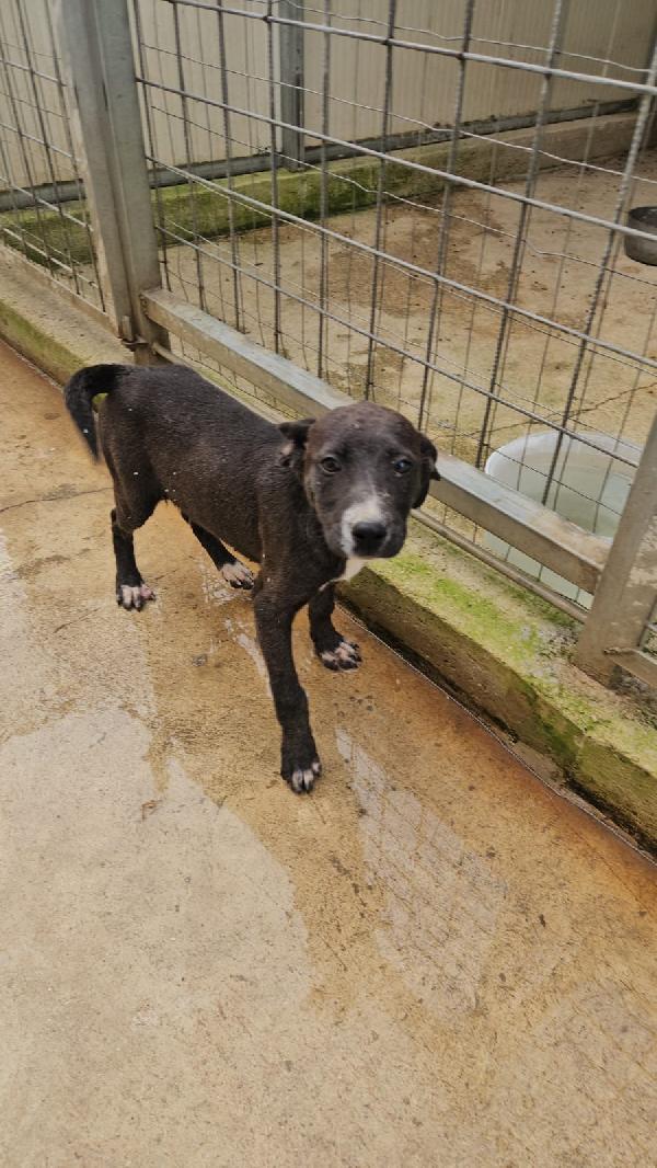 Ametista splendida dolce cucciola cerca casa  Foto 4