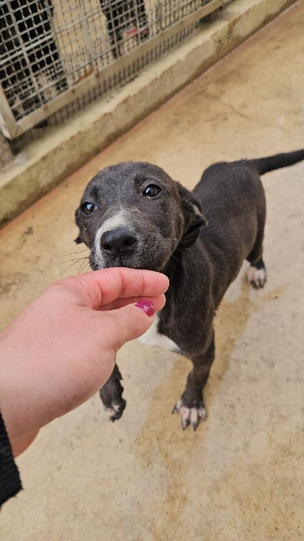 Ametista splendida dolce cucciola cerca casa  Foto 5