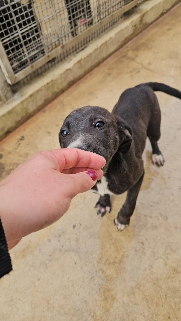 Ametista splendida dolce cucciola cerca casa  Foto 7
