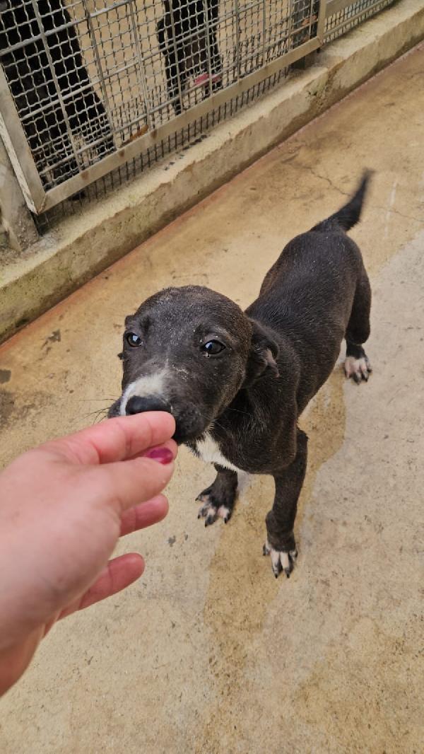 Ametista splendida dolce cucciola cerca casa  Foto 8