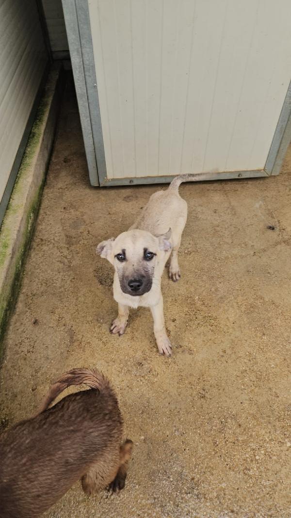 Granato Splendido Dolce Cucciolo Cerca Casa 