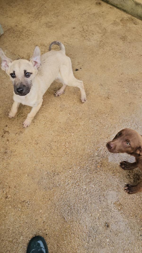 Granato splendido dolce cucciolo cerca casa  Foto 3