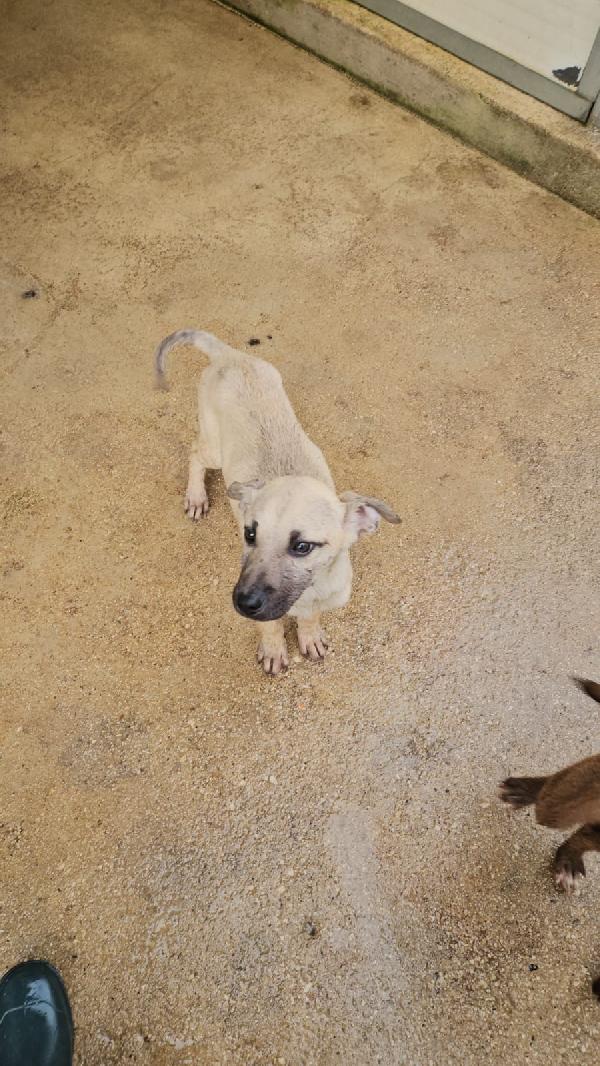 Granato splendido dolce cucciolo cerca casa  Foto 4