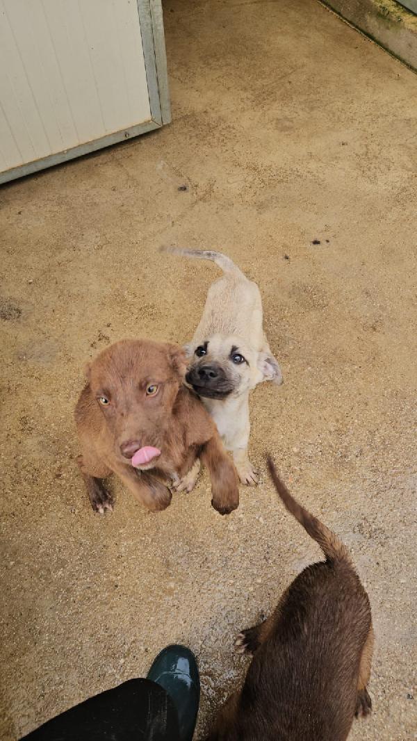 Granato splendido dolce cucciolo cerca casa  Foto 5