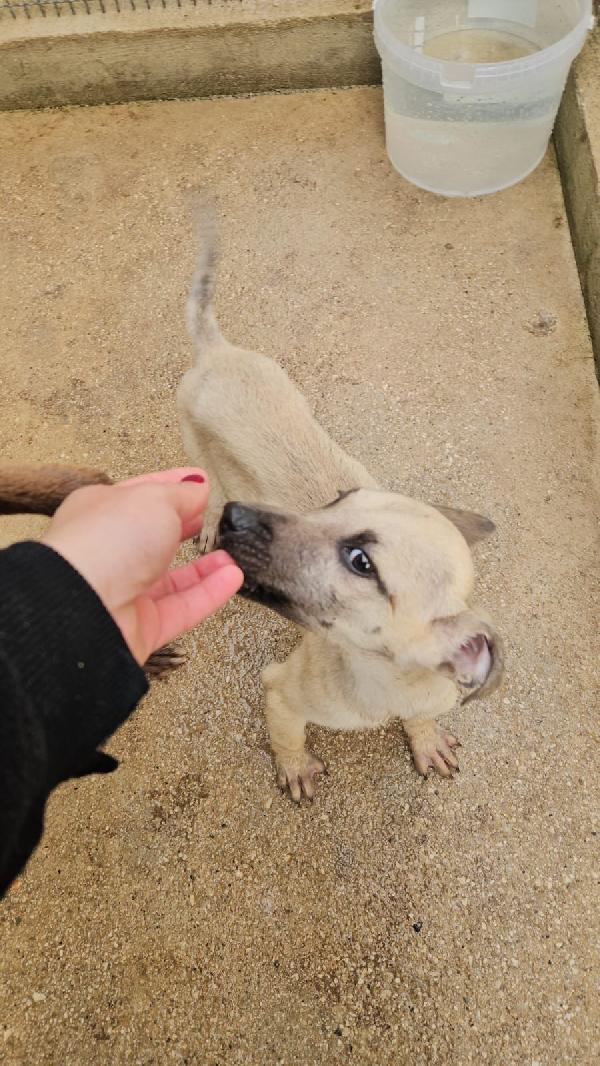 Granato splendido dolce cucciolo cerca casa  Foto 6