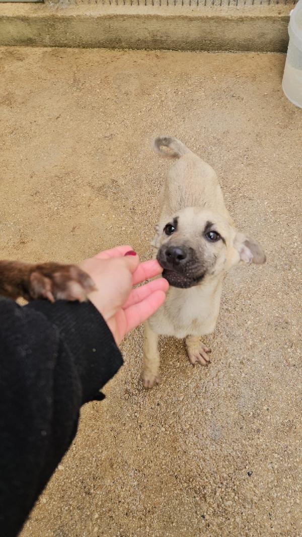 Granato splendido dolce cucciolo cerca casa  Foto 7