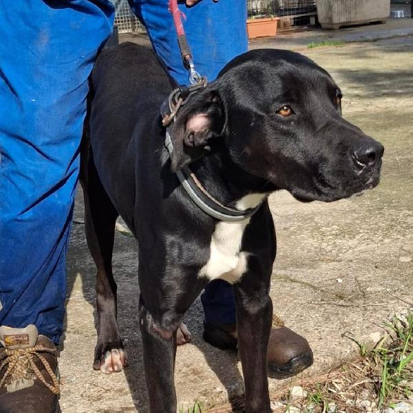 Benny 1 anno e 1/2 Foto 3