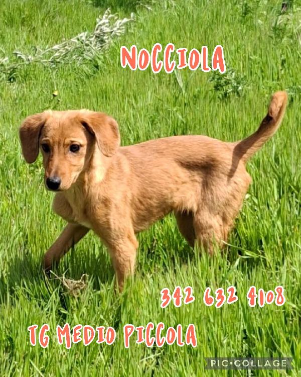 Nocciola💛🤎 Foto 2