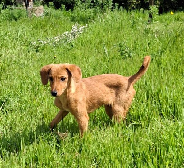 Nocciola💛🤎 Foto 6