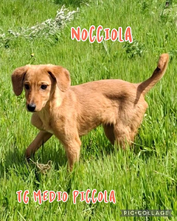 Nocciola, 3 Mesi E Mezzo