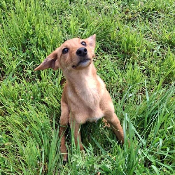 Nocciola, 3 mesi e mezzo Foto 5