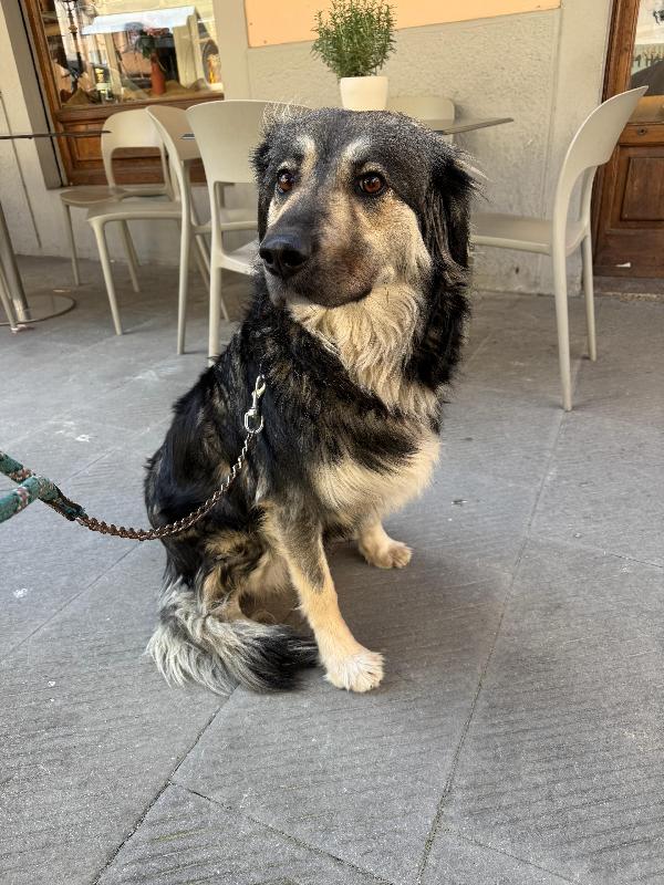 Cora Splendida Dolce Giovanotta Cerca Casa 