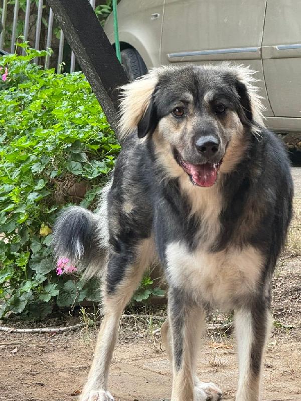 Cora splendida dolce giovanotta cerca casa  Foto 4